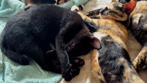 Several Little cats sleeping together. 4K.