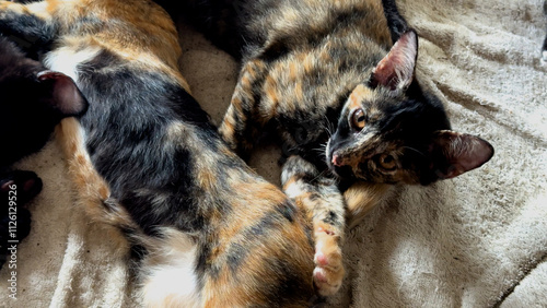 Several Little cats sleeping together. 4K.