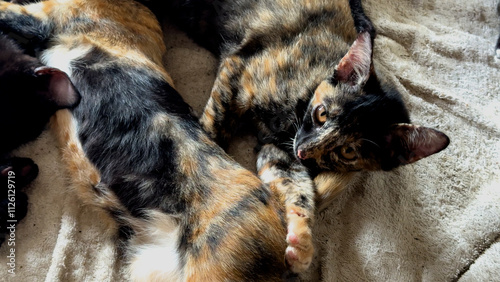 Several Little cats sleeping together. 4K.