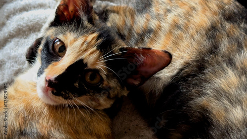 Several Little cats sleeping together. 4K.