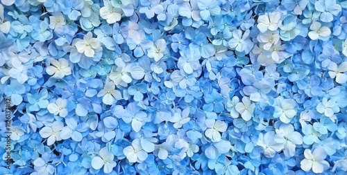 A vibrant display of blue and white hydrangea flowers creating a lush, decorative background.