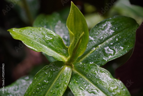 Nature jungle plants greens Bali after the rain droplets
