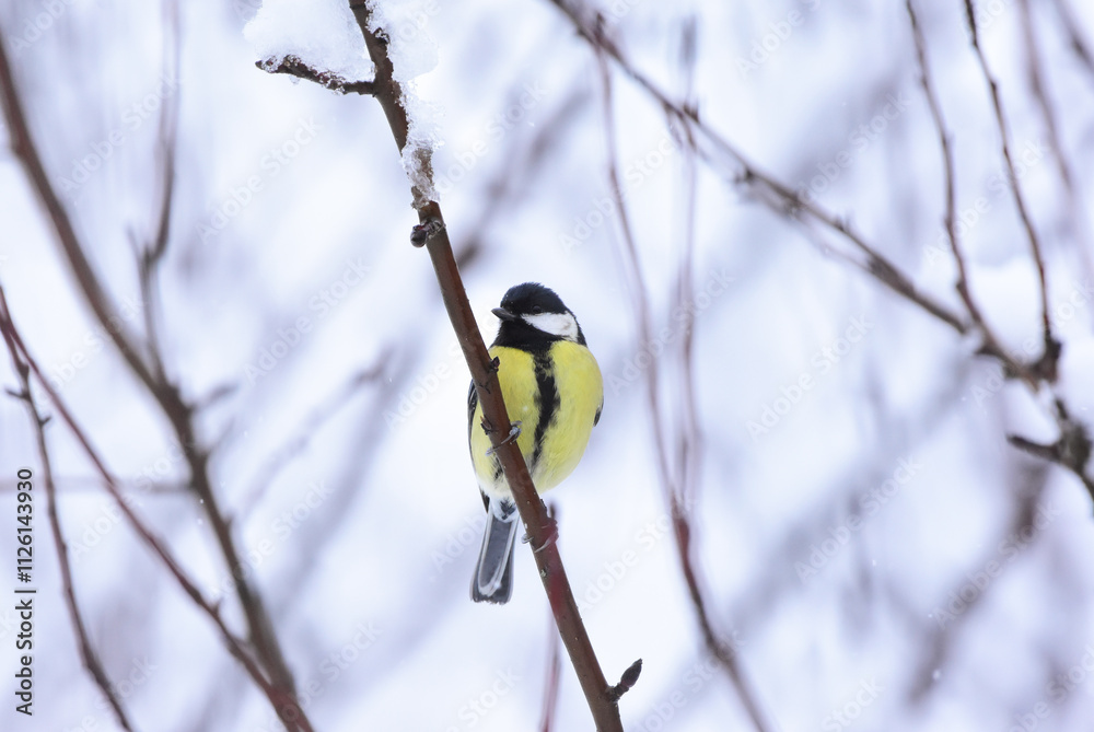 Naklejka premium Great Tit, Parus Major Perching on a Tree Branch in Winter Time. Great tit perching on a snowy tree branch.