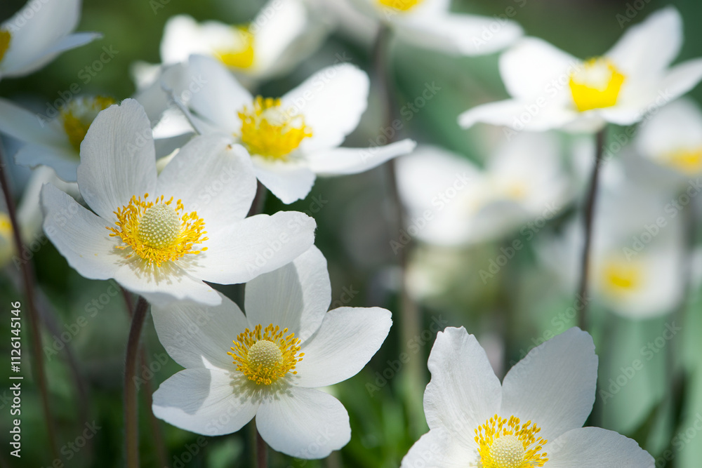 Obraz premium Anemone sylvestris. delicate flowers in the garden, in the flowerbed. floral background. beautiful delicate Anemone sylvestris. white flowers on a natural background. close-up. sunlight. spring season