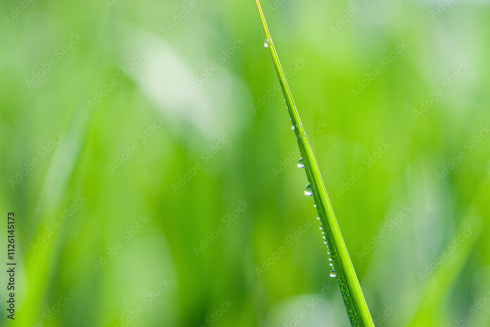 Droplets of dew on fresh green grass. juicy grass in dew drops. dew in the morning on green grass. Lush lush green grass in the meadow with water drops after rain in the morning light. selective focus Droplets of dew on fresh green grass. juicy grass in dew drops. dew in the morning on green grass. Lush lush green grass in the meadow with water drops after rain in the morning light. selective focus