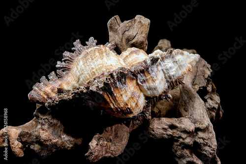 Chicoreus ramosus Shell on Driftwood black background photo