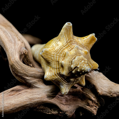 Strombus pugilis Shell on Driftwood with Black Background photo