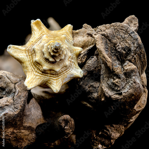 Strombus pugilis Shell on Driftwood with Black Background photo