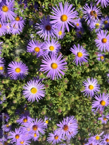 Close-up of vibrant purple aster flowers with yellow centers