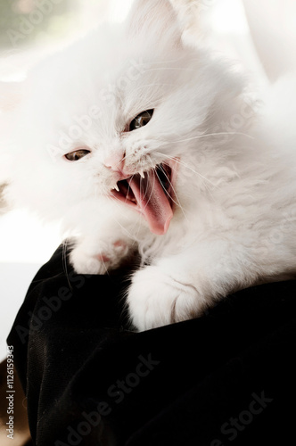 Adorable little fluffy kitten hissing