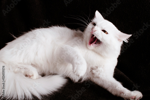 Angry white adult cat hissing