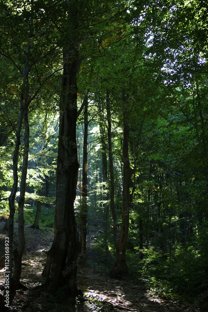 Forest in the morning on the mountain trail to Rawka peak in Bieszczady Mountains, Poland