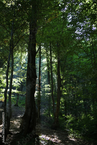 Obraz na płótnie Forest in the morning on the mountain trail to Rawka peak in Bieszczady Mountains, Poland w salonie