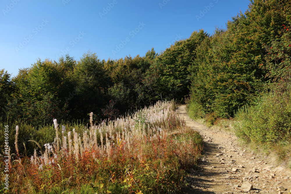 Faded Willow Herb on the mountain trail to Rawka peak in Bieszczady Mountains, Poland