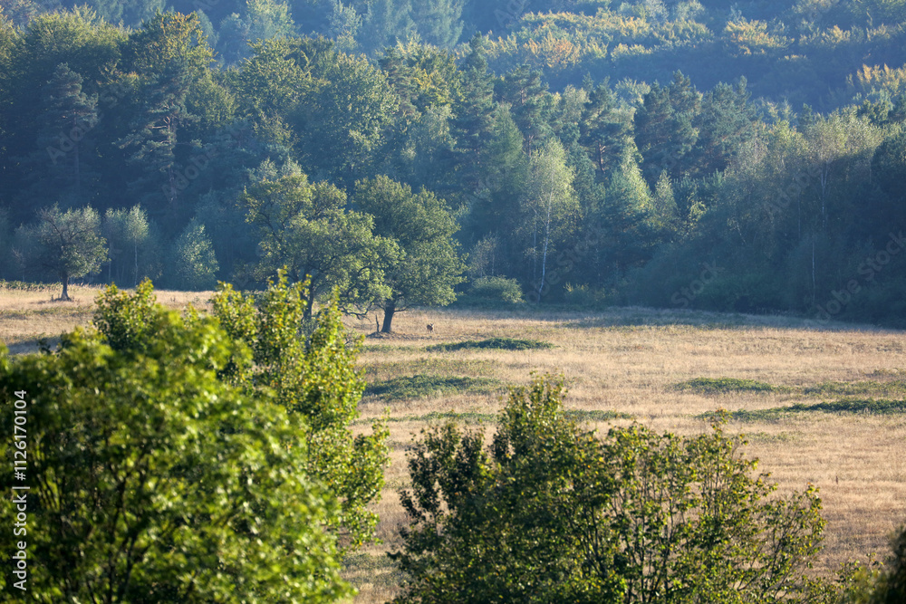 Landscape of former, abandoned village - Nieznajowa in Low Beskids mountain range, Poland