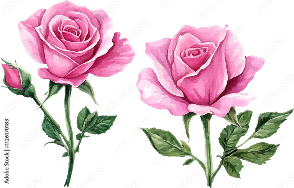 Watercolor Pink Rose Watercolor Pink Rose
