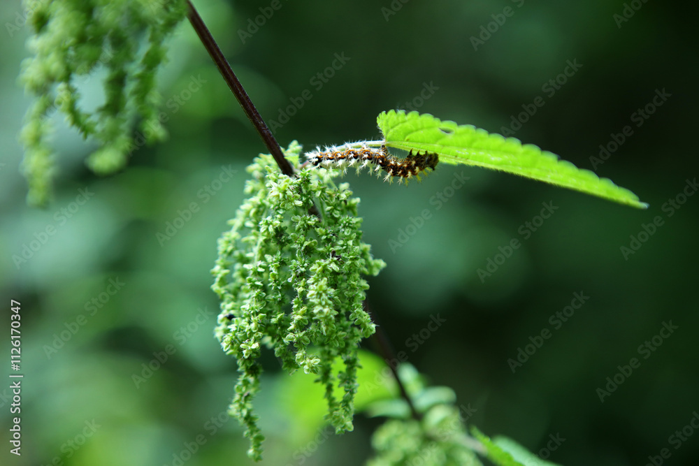 Caterpillar of Map butterfly in Magura National Park in Low Beskids, Poland