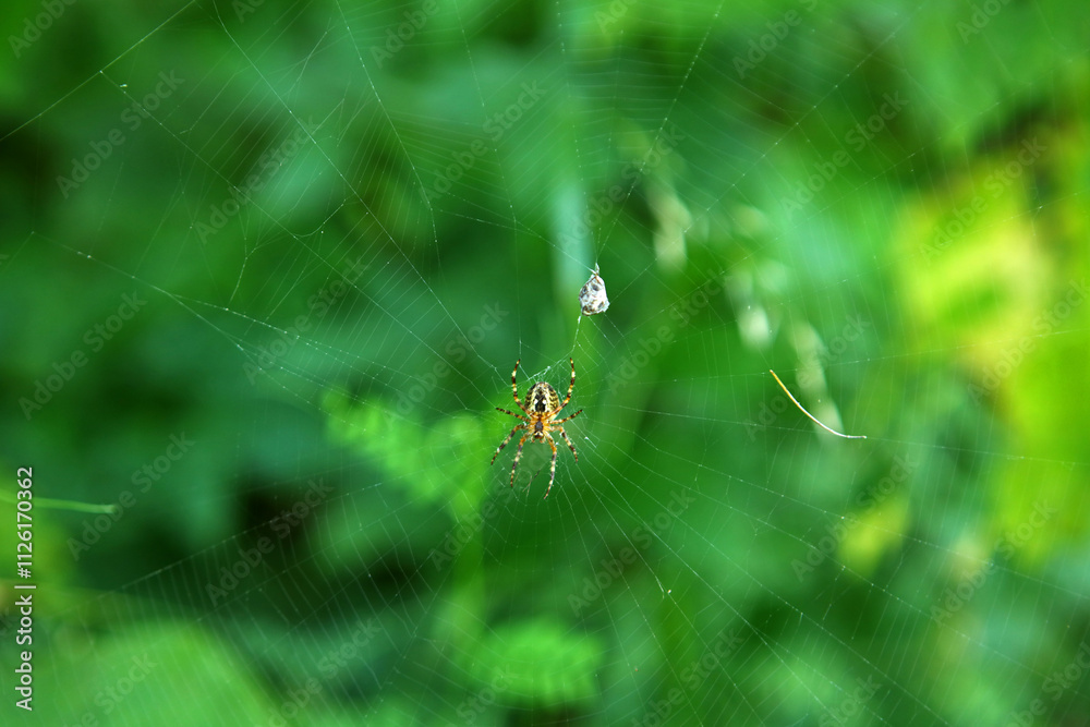 European garden spider in Magura National Park in Low Beskids, Poland