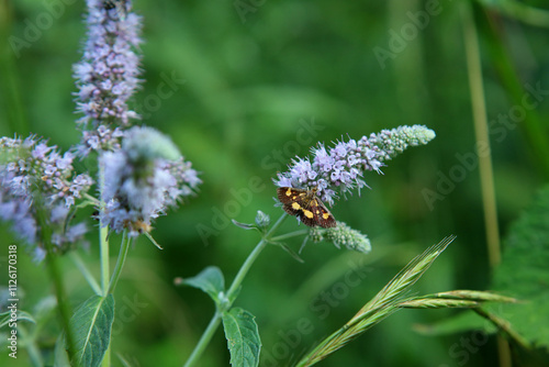 Obraz na płótnie Mint moth in Magura National Park in Low Beskids, Poland w salonie