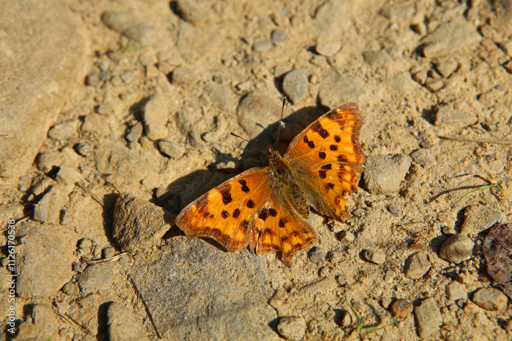 Comma butterfly in Magura National Park in Low Beskids, Poland