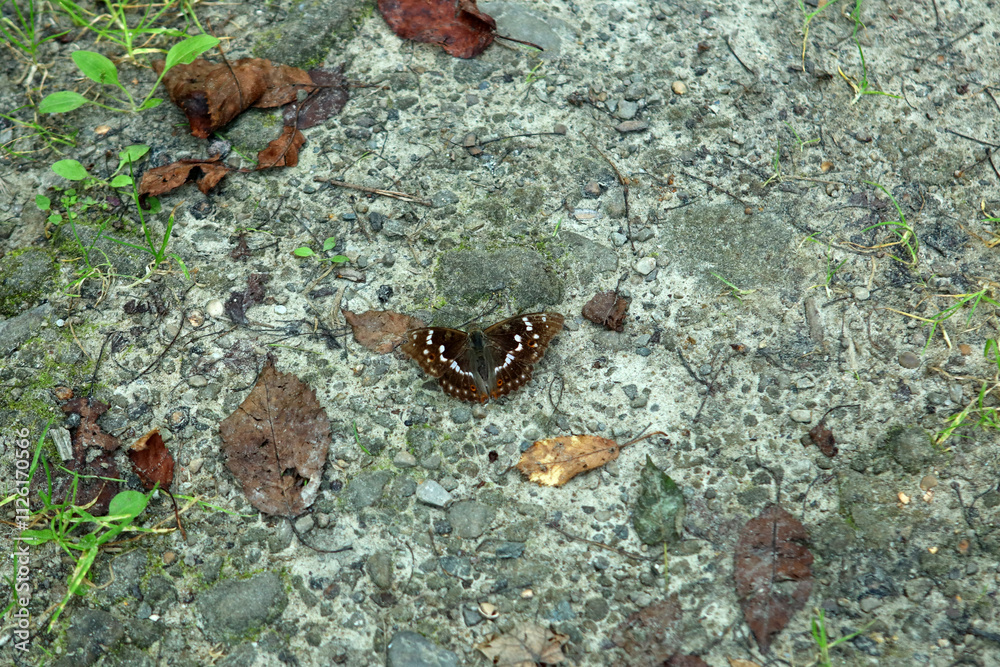 Lesser purple emperor butterfly in Magura National Park in Low Beskids, Poland