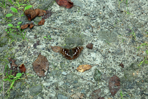 Obraz na płótnie Lesser purple emperor butterfly in Magura National Park in Low Beskids, Poland w salonie