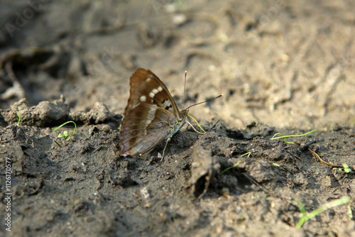 Lesser purple emperor butterfly in Magura National Park in Low Beskids, Poland photo