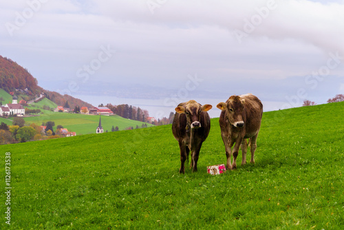 Obraz na płótnie Cows, and Lake Constance, northeast Switzerland w salonie