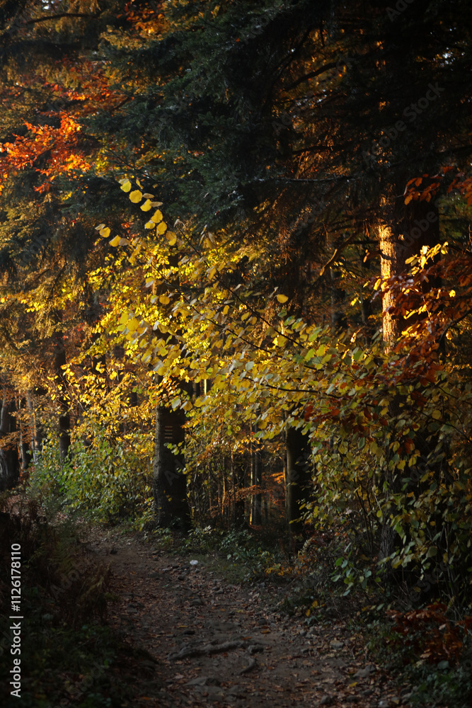 Autumn landscape of Island Beskid Mountains near Kudlacze, Poland