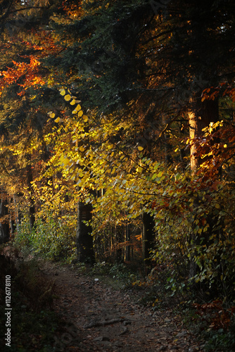 Obraz na płótnie Autumn landscape of Island Beskid Mountains near Kudlacze, Poland w salonie