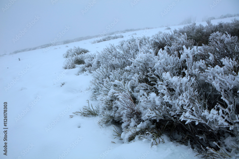 Winter landscape - on the hiking trail to Tarnica mountain - the highest peak of Bieszczady mountain range in Poland