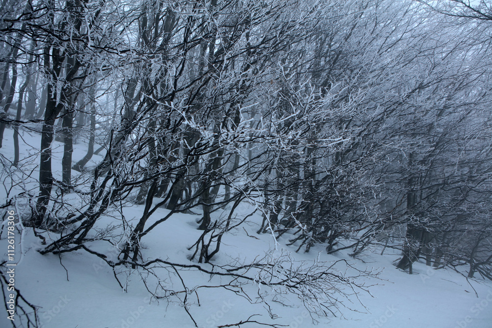 Winter landscape - on the hiking trail to Tarnica mountain - the highest peak of Bieszczady mountain range in Poland