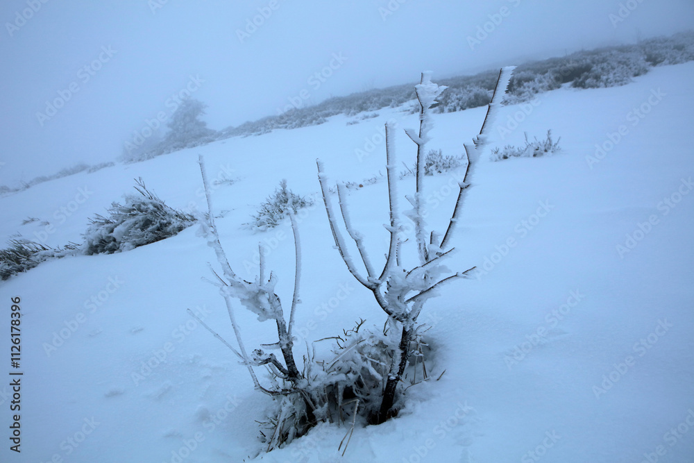 Winter landscape - on the hiking trail to Tarnica mountain - the highest peak of Bieszczady mountain range in Poland