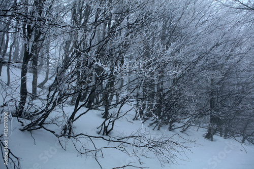 Obraz na płótnie Winter landscape - on the hiking trail to Tarnica mountain - the highest peak of Bieszczady mountain range in Poland
w salonie