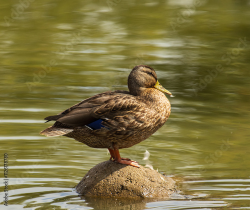 bird duck in a pond in nature. photo