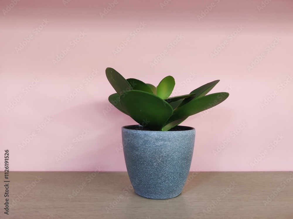Potted flowers on shelf pink background Potted flowers on shelf pink background