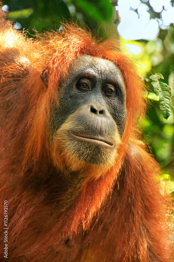 Fototapeta premium Portrait of a female Sumatran orangutan in Gunung Leuser National Park, Sumatra, Indonesia