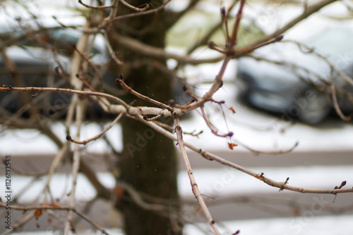 A tree that has many branches but lacks any leaves on them photo