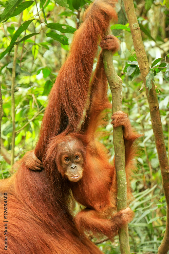 Baby Sumatran orangutan next to its mother n Gunung Leuser National Park, Sumatra, Indonesia Baby Sumatran orangutan next to its mother n Gunung Leuser National Park, Sumatra, Indonesia