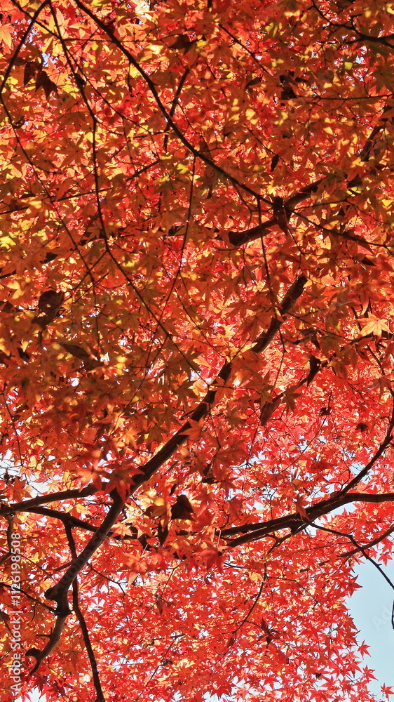 The autumn leaves are beautiful. The autumn leaves are beautiful.