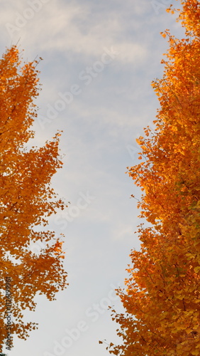 The autumn leaves are beautiful.
