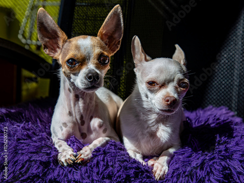 Chihuahua Pärchen, weiße Hündin und Weißbrauner Rüde sitzen auf einer Bank.