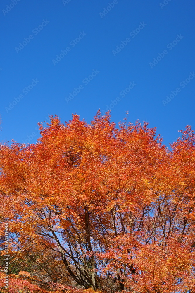 Fototapeta premium The autumn leaves are beautiful.