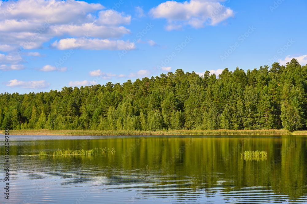 Coniferous forest on the shore of Lake Svyatoe Coniferous forest on the shore of Lake Svyatoe