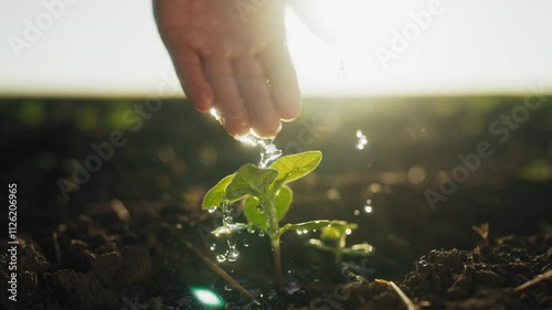 Ecology and farming, closeup view of farmer hands watering sprouts in field. Human caring about nature, growing plants for food industry, modern technology for agribusiness, fertilizer and pesticide photo