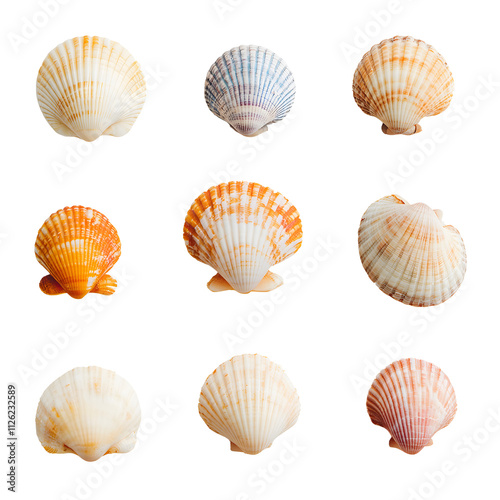 Isolated summer seashell collection in transparent display nature close-up coastal environment artistic viewpoint