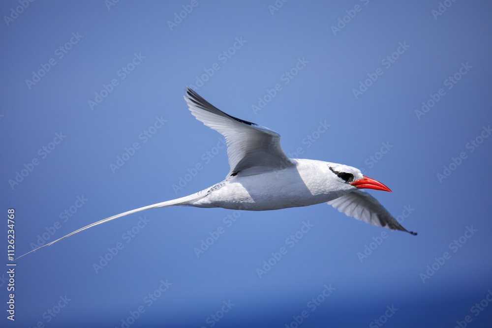 Red-billed tropicbird flying near South Plaza Island, Galapagos National Park, Ecuador.