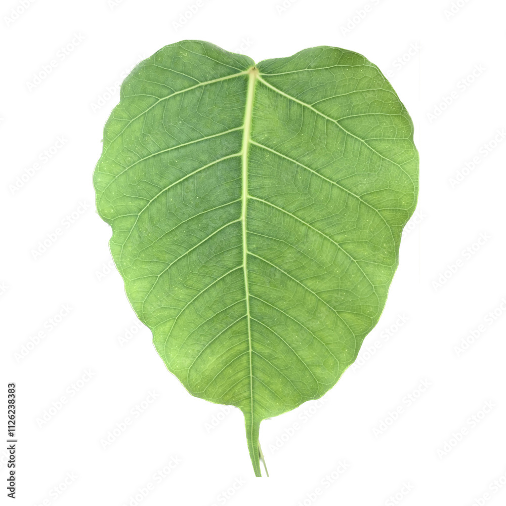 Obraz premium Nature