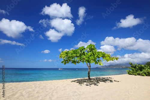 Fototapeta Naklejka Na Ścianę i Meble -  Small shady tree at Magazine Beach on Grenada Island, Grenada.