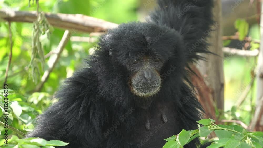 Siamang or Symphalangus syndactylus among the green branches of the trees of a zoo. Siamang or Symphalangus syndactylus among the green branches of the trees of a zoo.